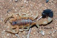 Parabuthus leiosoma, male