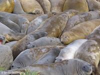 Southern elephant seal huddle