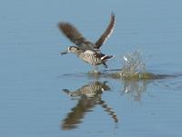 Pink-eared Duck