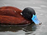 An Argentine Lake Duck with its brilliant blue bill.