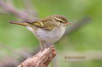 Two-barred warbler C20D 03521.jpg