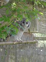 Blassuhu oder Milchuhu (Bubo lacteus)