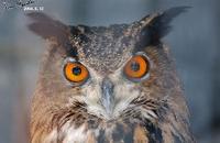Bubo bubo , 수리부엉이 - Eurasian Eagle Owl