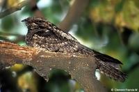 Grey Nightjar