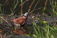 Red Turtle Dove, male 紅鳩