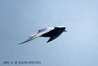 White-Winged Black Tern Sterna lercoptera 흰죽지갈매기