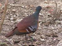 Mindanao Bleeding-heart