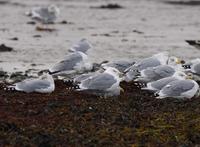 Caspian Gull (Larus cachinnans)