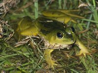 : Euphlyctis hexadactylus; Indian Five-fingered Frog