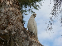 : Cacatua pastinator; Little Corella