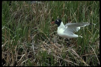 : Larus pipixcan; Franklin's Gull