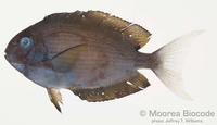 : Acanthurus thompsoni