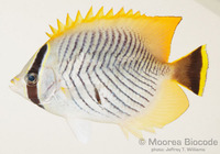 : Chaetodon trifascialis