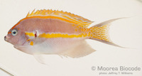 : Genicanthus bellus