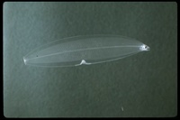 : Leptocephalus sp.; Eel