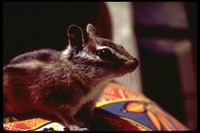 : Eutamius minimus; Least Chipmunk