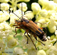 : Chauliognathus marginatus; Margined Leatherwing