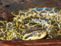 : Eunectes notaeus; Yellow Anaconda