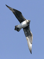Pomarine Jaeger. 30 September 2006. Photo by Angus Wilson