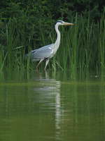 Ardea cinerea Grey Heron アオサギ