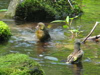 Carduelis sinica Oriental Greenfinch カワラヒワ