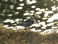 검은턱할미새 [white wagtail]