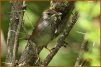 Spotted Bush Warbler » Bradypterus thoracicus