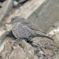 Red-breasted Rosefinch