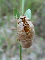 Cicada orni