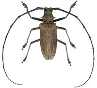 Batocera inconspicua