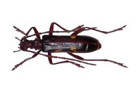 Xylosteus bartoni