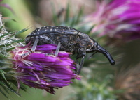 Larinus jaceae