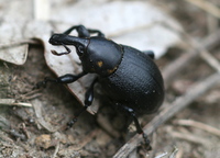 Liparus coronatus