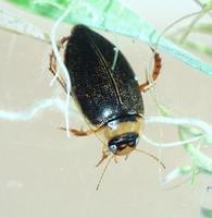 Rhantus exsoletus