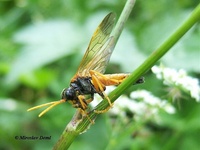 Tenthredo campestris