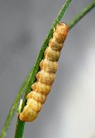 Phlogophora meticulosa - Angle Shades