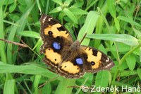 Junonia hierta