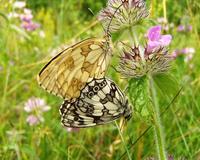 Melanargia galathea - Marbled White