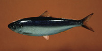 Alosa aestivalis, Blueback shad: fisheries