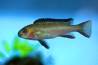 Pseudotropheus elongatus, Elongate mbuna: aquarium