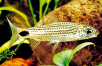 Puntius asoka, Asoka barb: aquarium