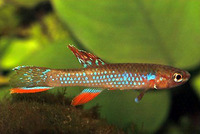 Aphyosemion georgiae, : aquarium