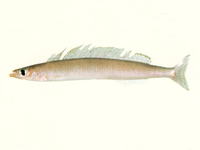 Bleekeria viridianguilla, :