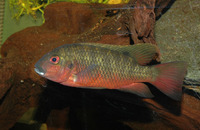 Tilapia snyderae, :