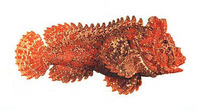 Paraploactis pulvinus, :