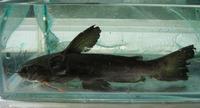 Trachycorystes trachycorystes, Black catfish: aquarium