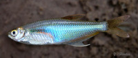 Prionobrama filigera, Glass bloodfin: aquarium