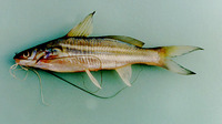 Mystus rhegma, :