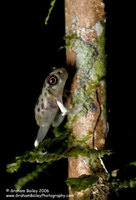 Juvenile Tree Frog - Hyla sp.
