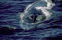 Image of: Balaenoptera physalus (fin whale)